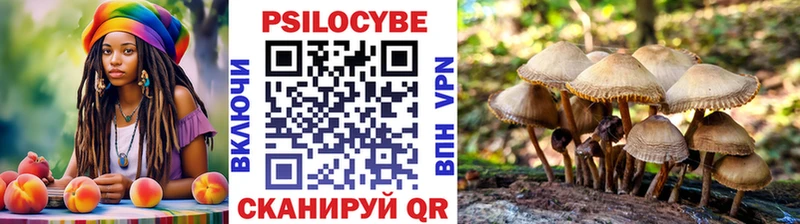 Галлюциногенные грибы Psilocybe  где купить наркоту  hydra как войти  Куртамыш 
